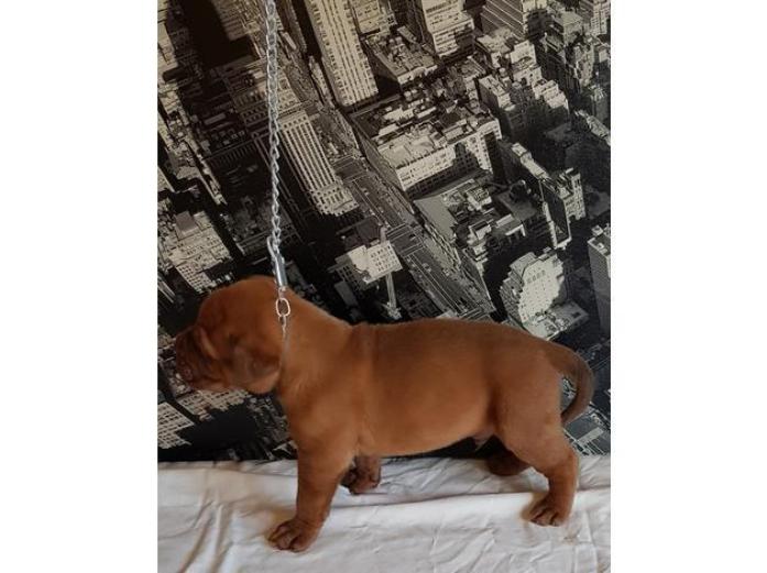 Dogue De Bordeuax puppies in Greater Manchester, 