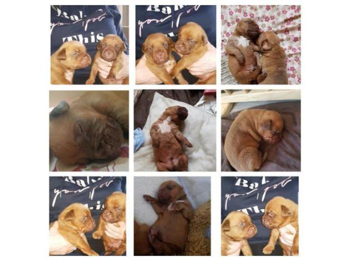 Dogue De Bordeuax puppies in Greater Manchester, 