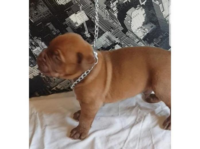 Dogue De Bordeuax puppies in Greater Manchester, 