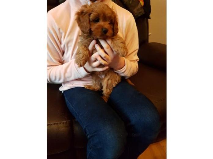 Health tested parents Red Cavapoo puppies in West Midlands, 