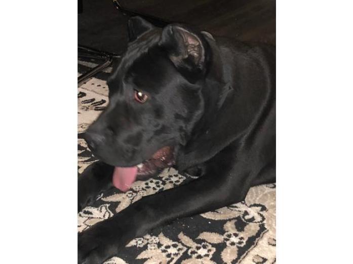 9 month old imported cane corso for sale in West Yorkshire, 