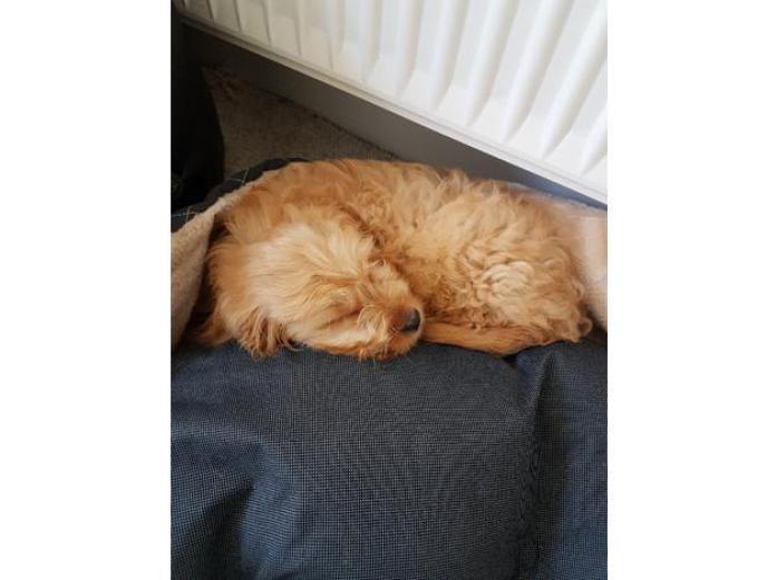 Beautiful Cockapoo puppies in Hampshire, <br />
<b>Notice</b>:  Undefined index: country in <b>/home/dogbreedersgallery/public_html/temp/8a6af99ac9f223d2246a14de2265ada4fad41ac6_0.file.listing_gallery.html.php</b> on line <b>69</b><br />
