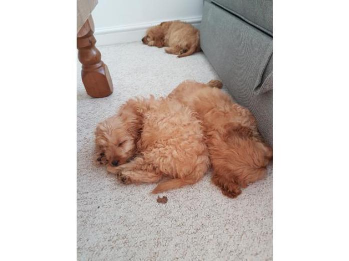 Beautiful Cockapoo puppies in Hampshire, <br />
<b>Notice</b>:  Undefined index: country in <b>/home/dogbreedersgallery/public_html/temp/8a6af99ac9f223d2246a14de2265ada4fad41ac6_0.file.listing_gallery.html.php</b> on line <b>69</b><br />
