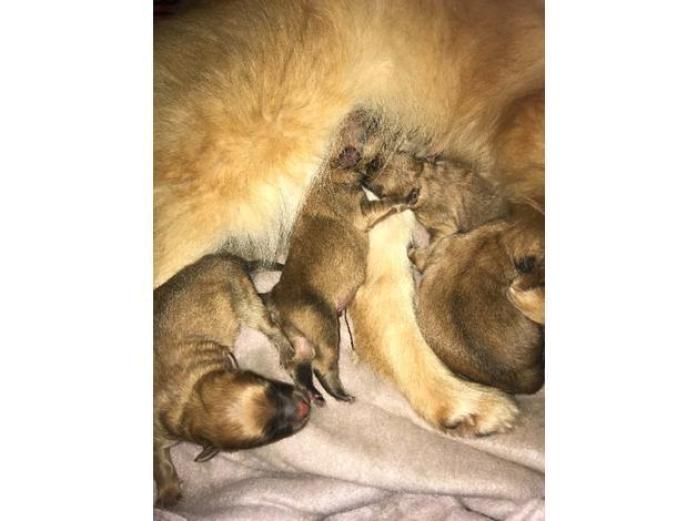 Beautiful Pomeranian orange/wolf sable puppies in Devon, 