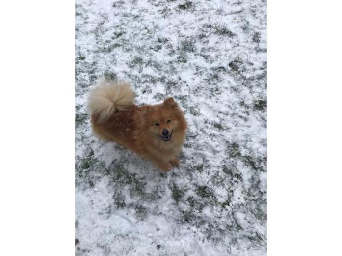 Beautiful Pomeranian orange/wolf sable puppies in Devon, 