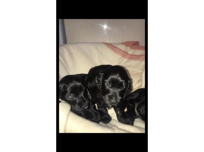 Black Cocker Spaniel puppies in Clackmannanshire, 