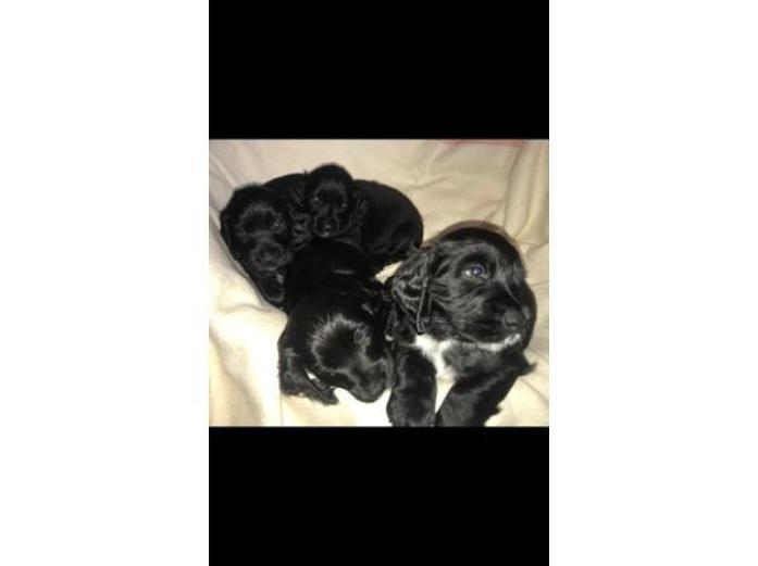 Black Cocker Spaniel puppies in Clackmannanshire, 