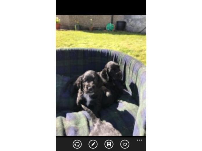 Black Cocker Spaniel puppies in Clackmannanshire, 