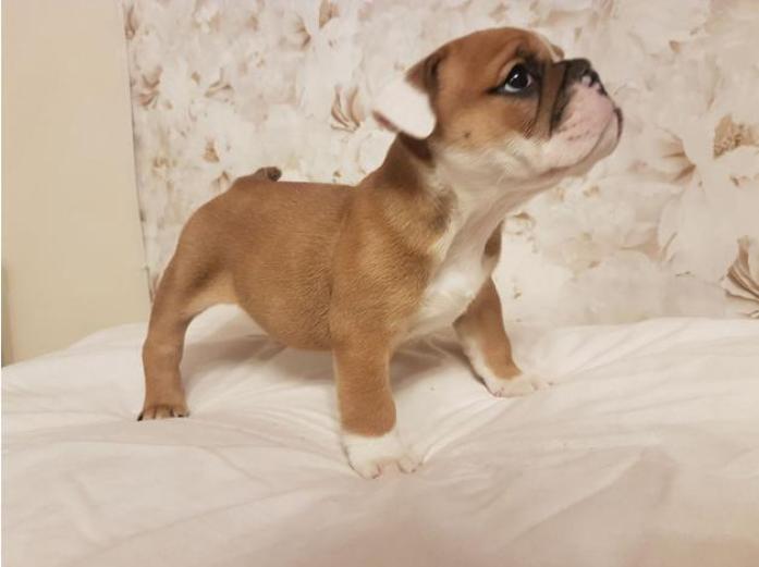 British Bulldog Puppies in Pembrokeshire, 