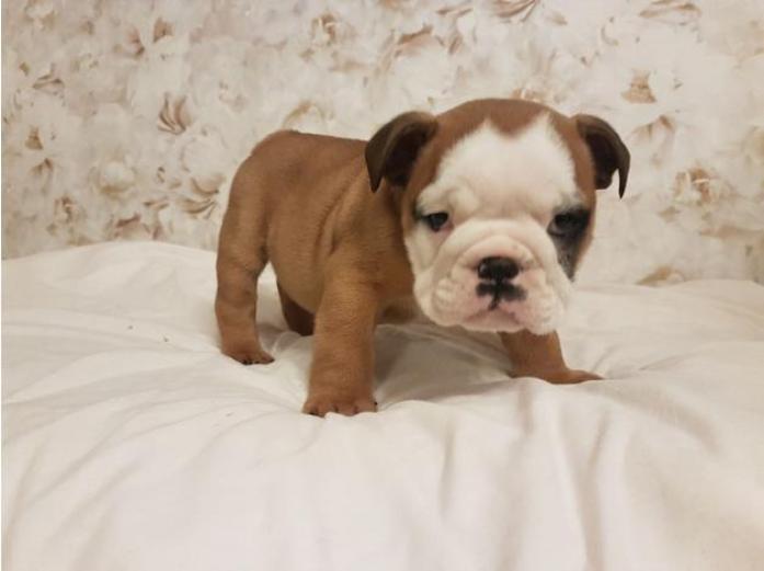 British Bulldog Puppies in Pembrokeshire, 