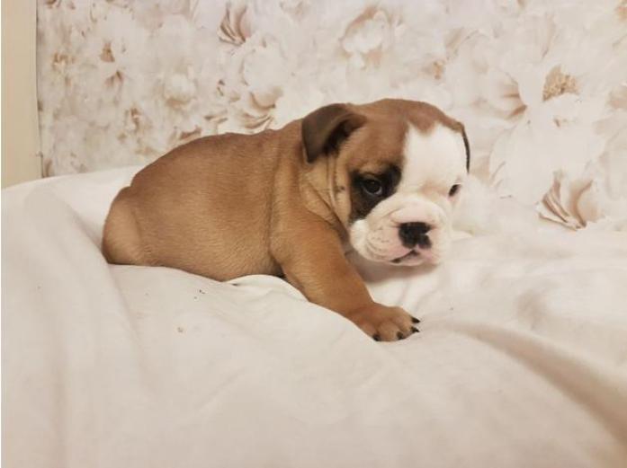 British Bulldog Puppies in Pembrokeshire, 