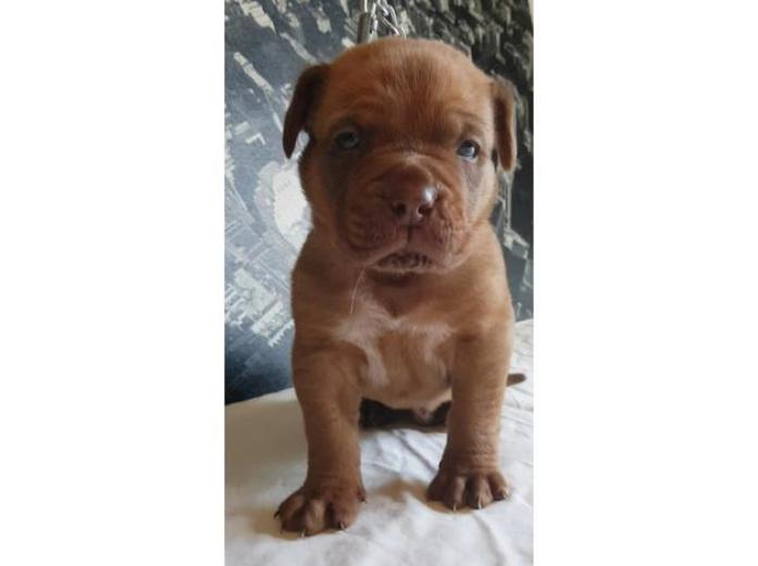 Dogue De Bordeuax puppies in Greater Manchester, 