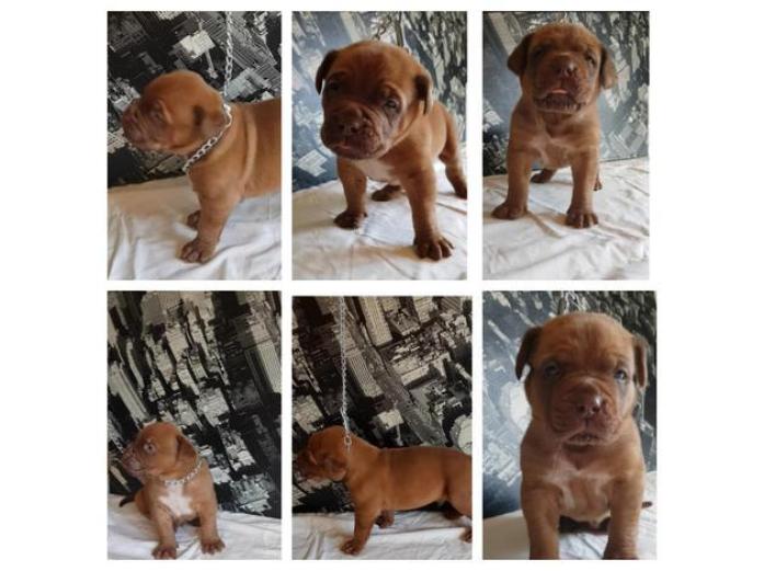 Dogue De Bordeuax puppies in Greater Manchester, 