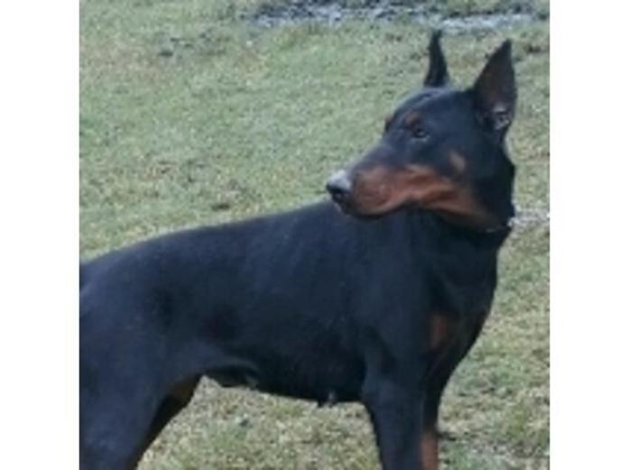 Dobermann girl in Greater Manchester, 