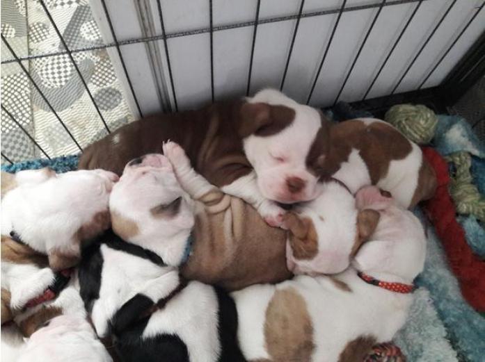 English bulldog pups in West Yorkshire, 