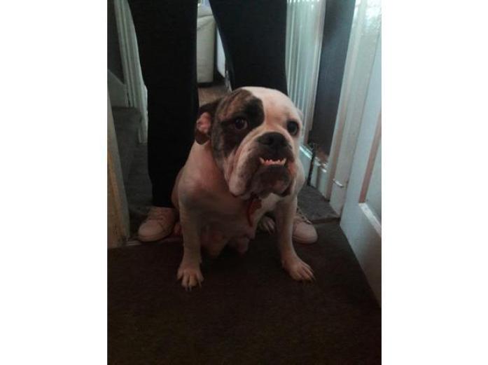 English bulldog pups in West Yorkshire, 