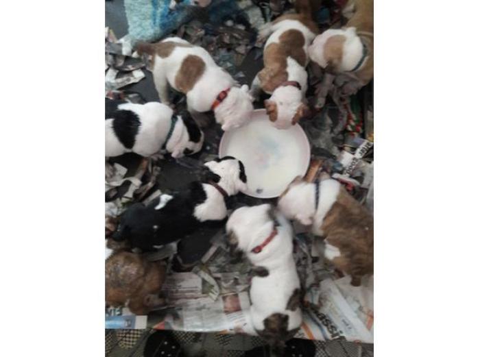 English bulldog pups in West Yorkshire, 