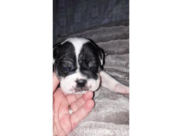 English bulldog pups in West Yorkshire, 