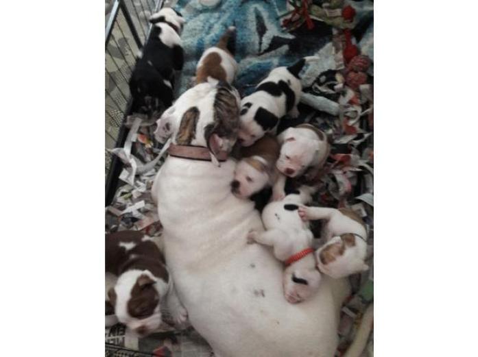 English bulldog pups in West Yorkshire, 