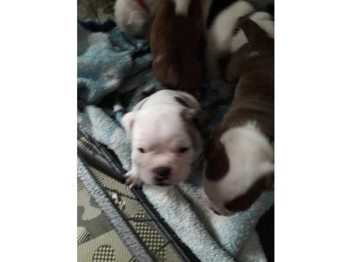 English bulldog pups in West Yorkshire, 