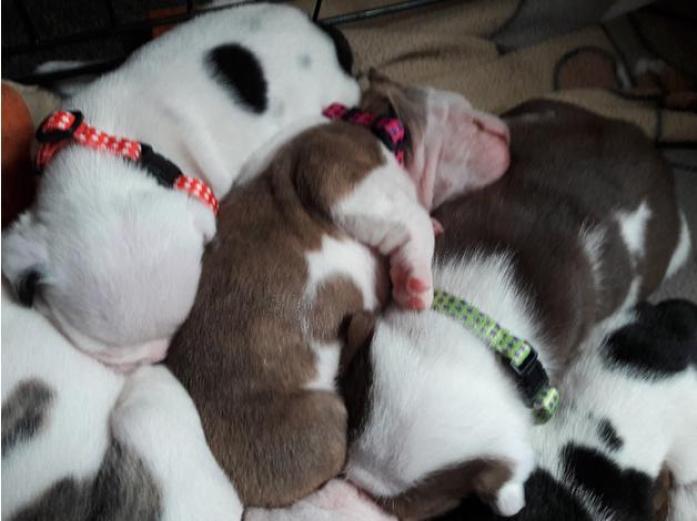 English bulldog pups in West Yorkshire, 