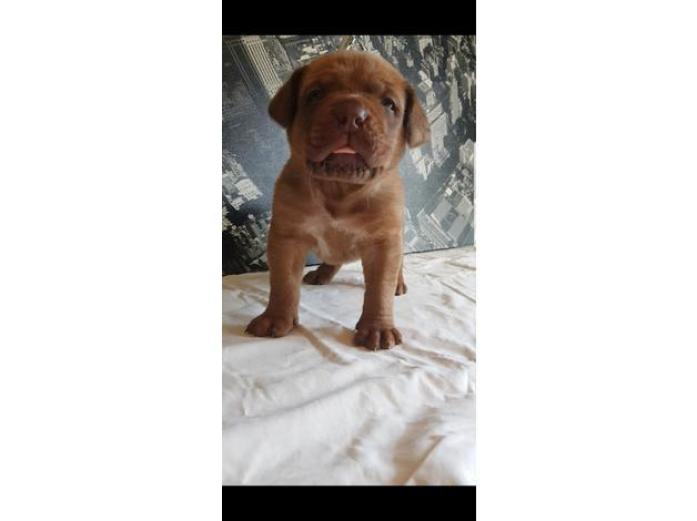 Dogue De Bordeuax puppies in Greater Manchester, 