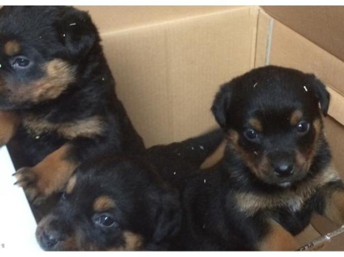 German Rottweiler Puppies in Stoke-On-Trent | Dog Breeders Gallery 33