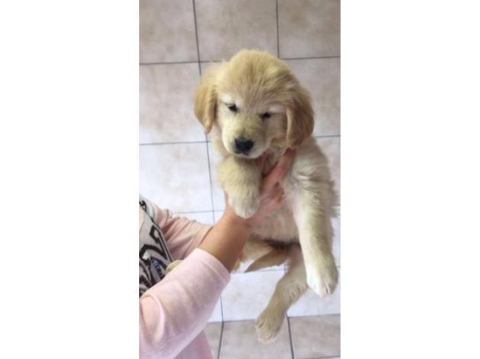 Golden retriever puppies in Essex, 