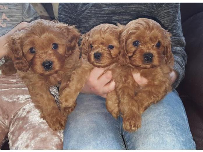 Health tested parents Red Cavapoo puppies in West Midlands, 