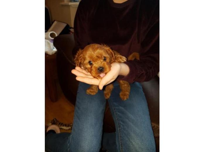 Health tested parents Red Cavapoo puppies in West Midlands, 