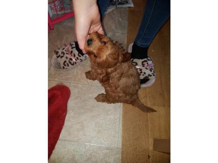 Health tested parents Red Cavapoo puppies in West Midlands, 