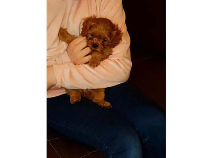 Health tested parents Red Cavapoo puppies in West Midlands, 