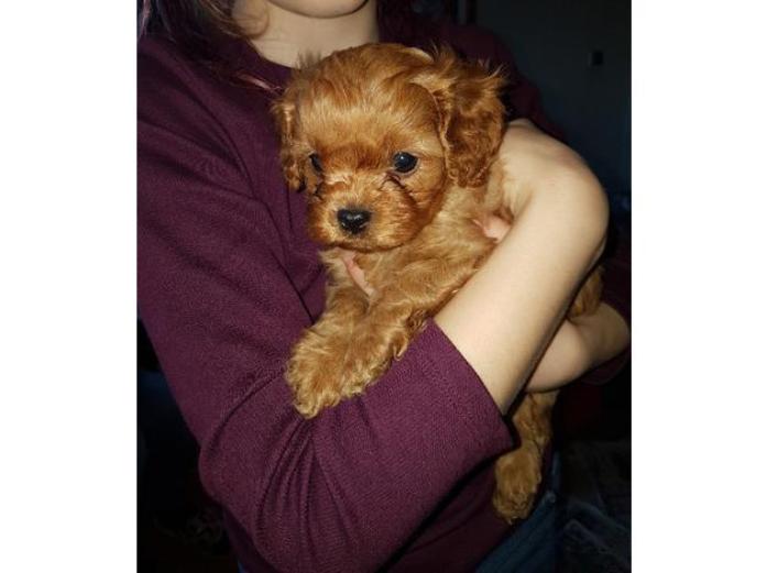 Health tested parents Red Cavapoo puppies in West Midlands, 