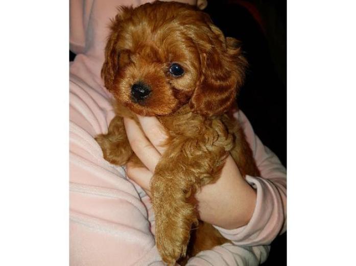 Health tested parents Red Cavapoo puppies in West Midlands, 