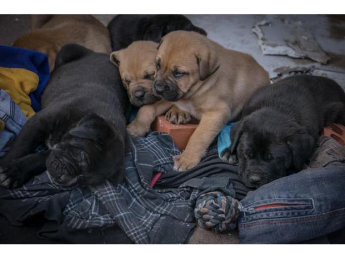 Shepherd x Dog de Bordeaux - black and brown pups in West Midlands, 