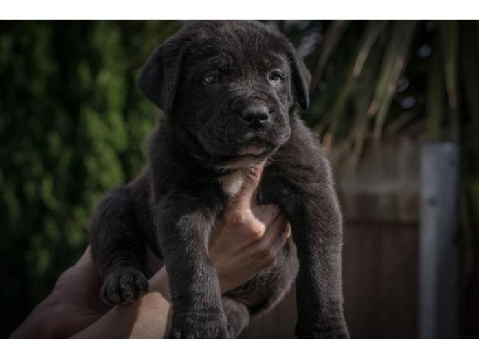 Shepherd x Dog de Bordeaux - black and brown pups in West Midlands, 