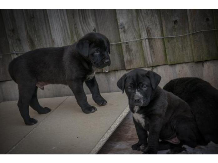 Shepherd x Dog de Bordeaux - black and brown pups in West Midlands, 