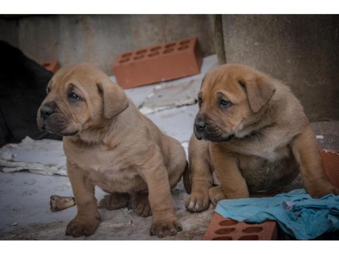 Shepherd x Dog de Bordeaux - black and brown pups in West Midlands, 