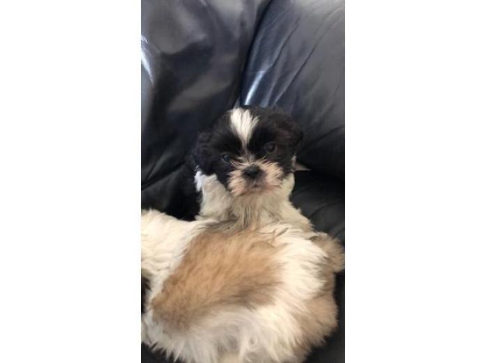 Shih Tzu pups for sale in Banbridge, 