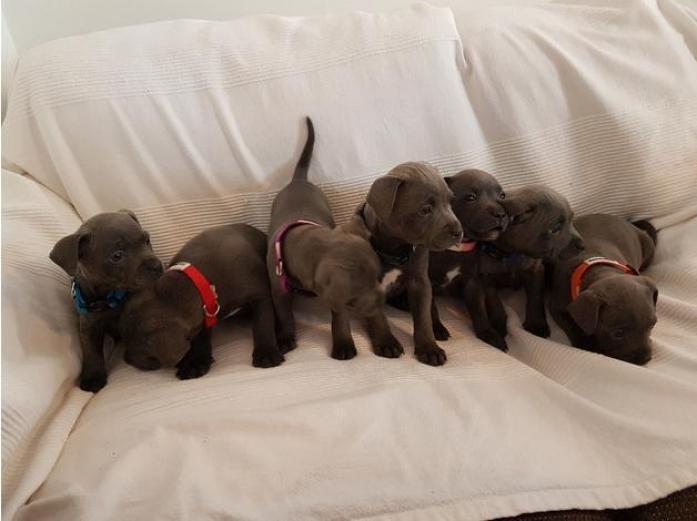 Staffordshire bull terrier puppies in Carmarthenshire, 