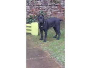 9 month old imported cane corso for sale