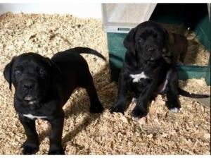 Adorable Cane Corso puppies