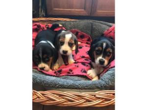 Beautiful beagle puppies for sale