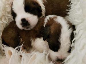 Beautiful chunky St. Bernard puppies