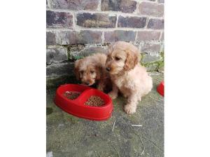 Beautiful Cockapoo puppies