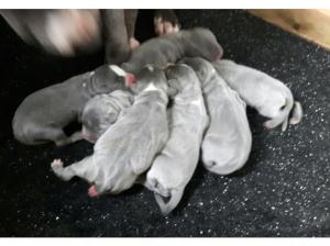 Blue staffordshire bull terrier pups