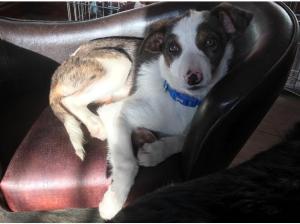 Border collie 5 month old puppy