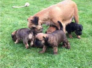 Border Terrier Puppy for sale