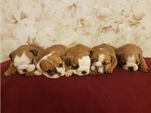 British Bulldog Puppies