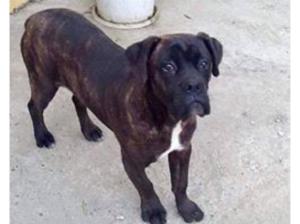 Cane Corso with Champion Bloodlines